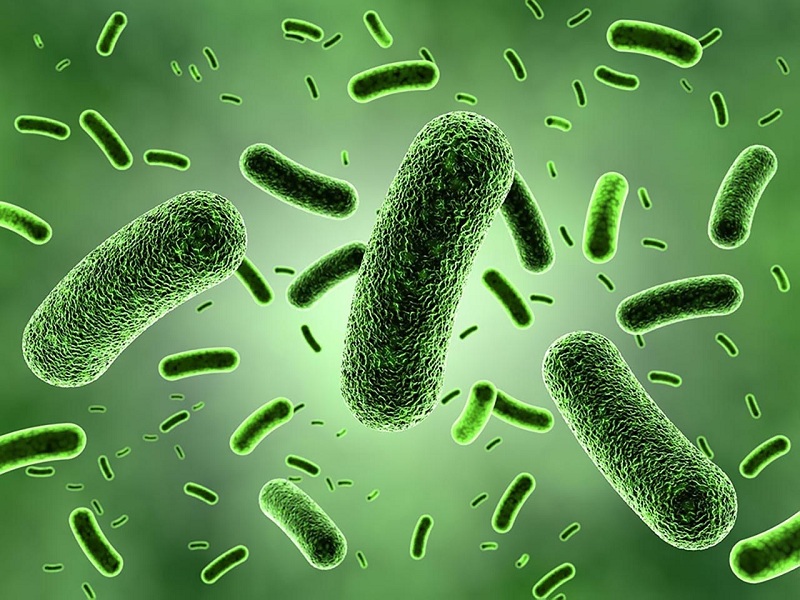 Vi khuẩn lao Mycobacterium Tuberculosis